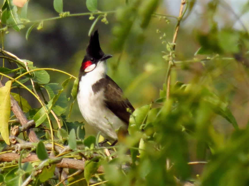 red whiskered bulbul